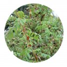 DwarfGiantFarm 200Pcs A Set Rosa omeiensis f. pteracantha Rehd Seed Prodgf