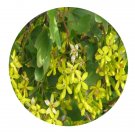 DwarfGiantFarm 200Pcs A Set Ribes pulchellum Seed   Prodgf