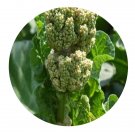 DwarfGiantFarm 200Pcs A Set Rumex japonicus Houtt Seed    Prodgf