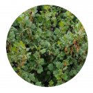 DwarfGiantFarm 200Pcs A Set Ribes alpestre Wall.ex Decne Seed   Prodgf