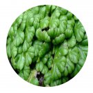 DwarfGiantFarm 200Pcs A Set ricciocarpus natans Seed   Prodgf