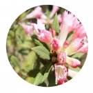 DwarfGiantFarm 2000Pcs A Set Rhododendron duclouxii Levl. Seed Prodgf