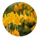 DwarfGiantFarm 2000Pcs A Set rhododendronmolle Seed Prodgf