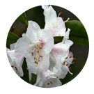 DwarfGiantFarm 2000Pcs A Set Rhododendron simiarum Hance Seed  Prodgf