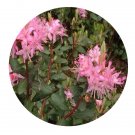 DwarfGiantFarm 2000Pcs A Set Rhododendron racemosum Franch Seed  Prodgf