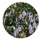 DwarfGiantFarm 2000Pcs A Set Rhododendron cavaleriei Seed  Prodgf