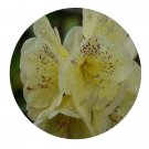 DwarfGiantFarm 200Pcs A Set Rhododendron irroratum Franch. Seed  Prodgf