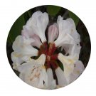 DwarfGiantFarm 2000Pcs A Set Rhododendron vernicosum Franch Seed Prodgf