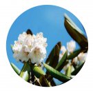DwarfGiantFarm 2000Pcs A Set Rhododendron taibaiense Ching et H. P Seed  Prodgf