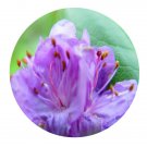 DwarfGiantFarm 2000Pcs A Set Rhododendron capitatum Seed  Prodgf
