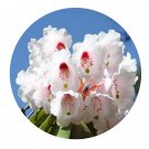 DwarfGiantFarm 2000Pcs A Set Rhododendron calophytum Seed  Prodgf
