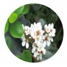DwarfGiantFarm 200Pcs A Set Rhaphiolepis indica Seed   Prodgf