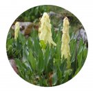 DwarfGiantFarm 200Pcs A Set Rheum alexandrae Batal Seed Prodgf