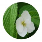 DwarfGiantFarm 200Pcs A Set Rhodotypos scandens Seed  Prodgf