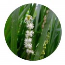 DwarfGiantFarm 200Pcs A Set Rhizoma Scirpi Yagarae Seed  Prodgf