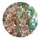 DwarfGiantFarm 200Pcs A Set Rhus chinensis Mill Seed  Prodgf