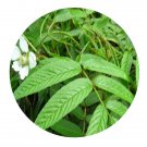 DwarfGiantFarm 200Pcs A Set Rubus rosaefolius Seed  Prodgf