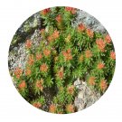 DwarfGiantFarm 200Pcs A Set Rhodiola angusta Nakai Seed  Prodgf
