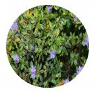 DwarfGiantFarm 2000Pcs A Set Rhododendron hippophaeoides Seed   Prodgf