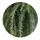 DwarfGiantFarm 200Pcs A Set Araucaria bidwilli Hook Seed  Prodgf