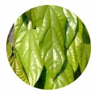DwarfGiantFarm 200Pcs A Set Arcangelisia gusanlung Seed   Prodgf