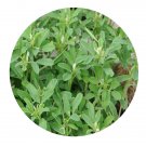 DwarfGiantFarm 200Pcs A Set Common Fenugreek Seed  Prodgf
