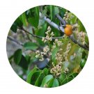 DwarfGiantFarm 200Pcs A Set Connarus yunnanensis Schellenb. Seed Prodgf