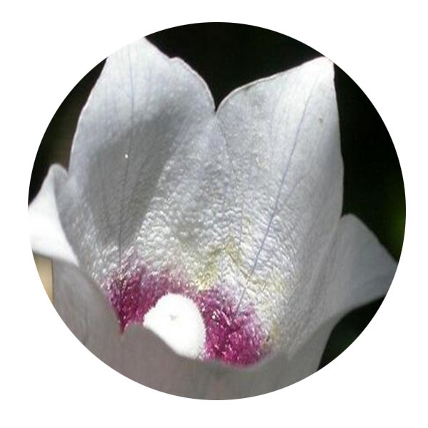 DwarfGiantFarm 200Pcs A Set Codonopsis lanceolata Seed Prodgf