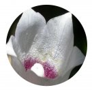 DwarfGiantFarm 200Pcs A Set Codonopsis lanceolata Seed Prodgf
