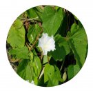 DwarfGiantFarm 200Pcs A Set Convolvulus turpethum Seed  Prodgf