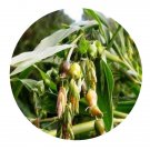 DwarfGiantFarm 200Pcs A Set Coix lacroyma-jobi L. var. ma-yuen Seed Prodgf