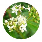 DwarfGiantFarm 200Pcs A Set Cornus alba Seed Prodgf