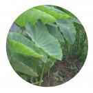 DwarfGiantFarm 200Pcs A Set Colocasia esculenta Seed  Prodgf