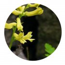 DwarfGiantFarm 200Pcs A Set Corydalis balansae Seed  Prodgf