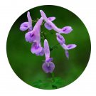 DwarfGiantFarm 200Pcs A Set Corydalis decumbens Seed   Prodgf