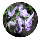 DwarfGiantFarm 200Pcs A Set Corydalis gamosepala Seed   Prodgf