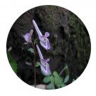 DwarfGiantFarm 200Pcs A Set Corydalis humosa Seed   Prodgf