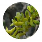 DwarfGiantFarm 200Pcs A Set Corydalis pallida Seed   Prodgf