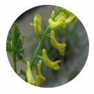 DwarfGiantFarm 200Pcs A Set Corydalis racemosa Seed  Prodgf
