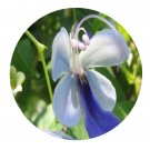 DwarfGiantFarm 200Pcs A Set Clerodendrum ugandense Seed Prodgf