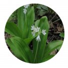 DwarfGiantFarm 200Pcs A Set Clintonia udensis Trantv. et Mey. Seed Prodgf