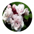 DwarfGiantFarm 200Pcs A Set Clerodendrum philippinum chauer Seed