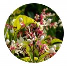 DwarfGiantFarm 200Pcs A Set Clerodendrum Seed