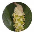 DwarfGiantFarm 200Pcs A Set Corylopsis Seed