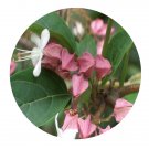 DwarfGiantFarm 200Pcs A Set Clerodendrum trichotomum Thunb Seed