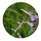 DwarfGiantFarm 200Pcs A Set Corydalis Sheareri f. bulbillifera Seed