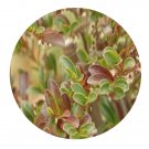 DwarfGiantFarm 200Pcs A Set Eurya stenophylla Merr Seed
