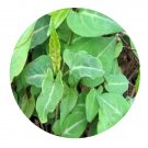 DwarfGiantFarm 200Pcs A Set Fallopia multiflora Seed
