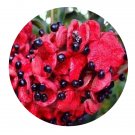 DwarfGiantFarm 30Pcs A Set Euscaphis japonica Seed