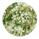 DwarfGiantFarm 200Pcs A Set Euphorbia leucocephala Lotsy Seed
